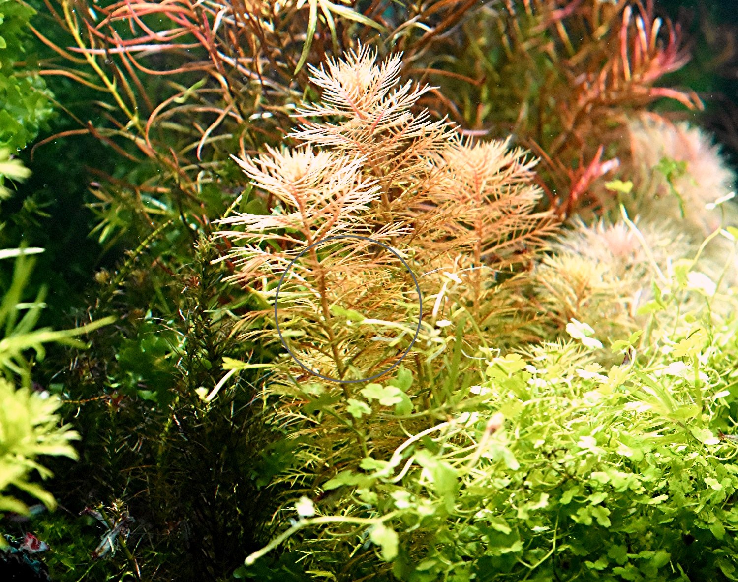 Amerikanisches Kammblatt, Bündel,  Aquarienpflanzen (Versand/ Abholung) - Fische - Mechernich
