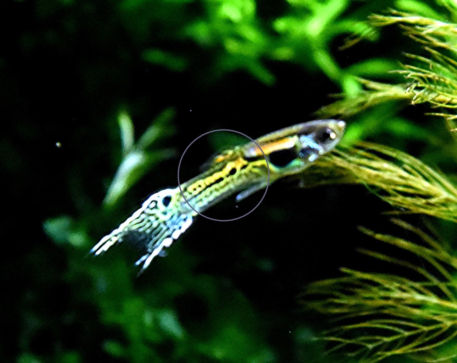 Snake Skin Neon, Endler, reinerbig, RARITÄT!  (Versand/ Abholung) - Fische - Mechernich