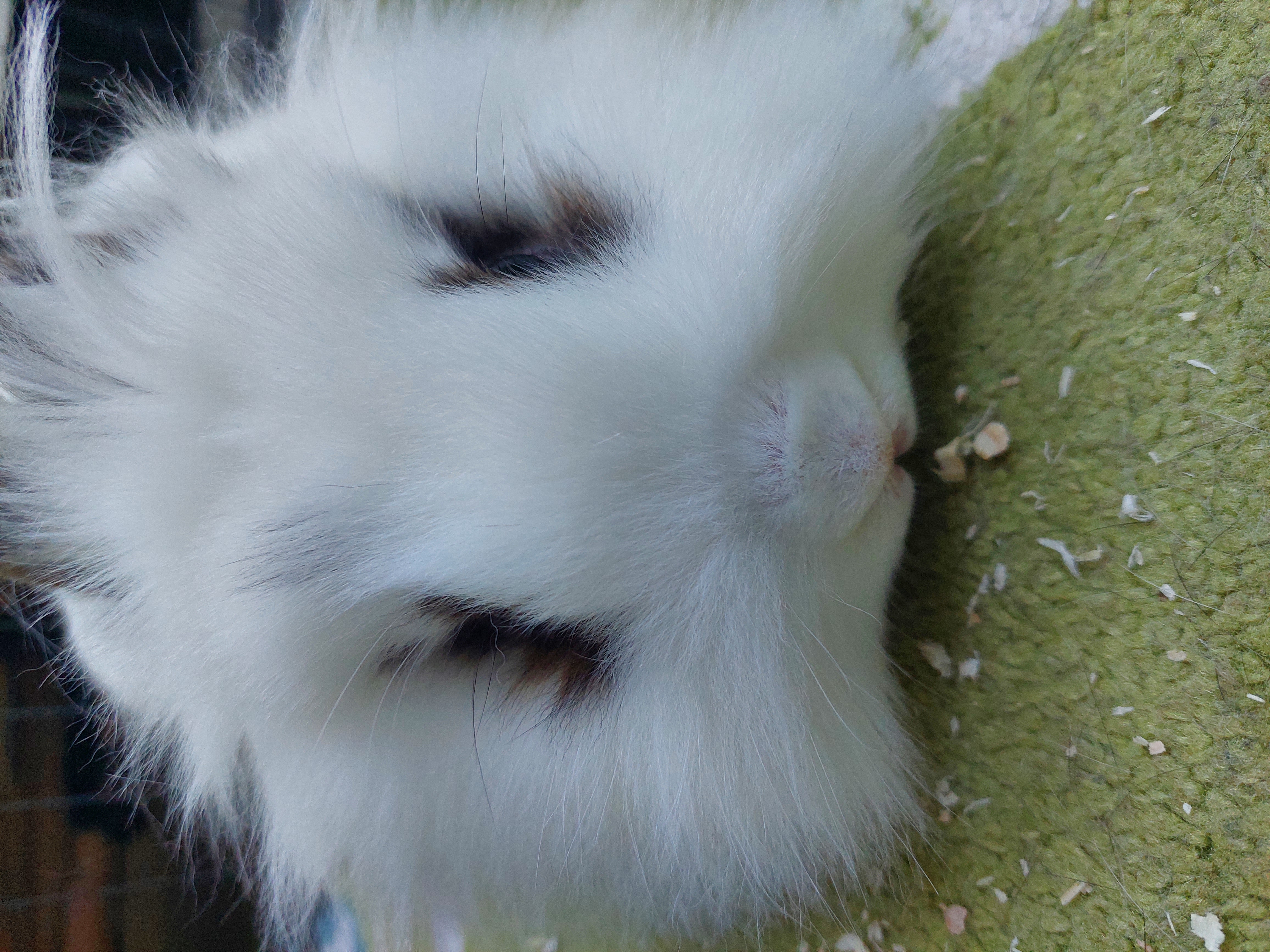 Löwenkopf Zwergkaninchen - Nagetiere - Cuxhaven