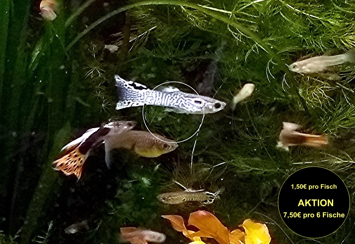 Guppy Mixe, AKTION!, 7,50€/ 6 Stck. (Versand/ Abholung) - Fische - Mechernich