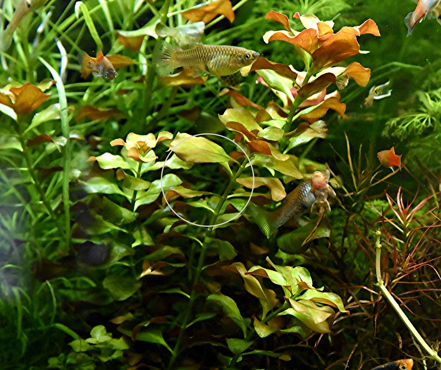 Bunte Ludwigie (Mesakana),  Bündel, Wasserpflanzen (Versand/ Abholung) - Fische - Mechernich