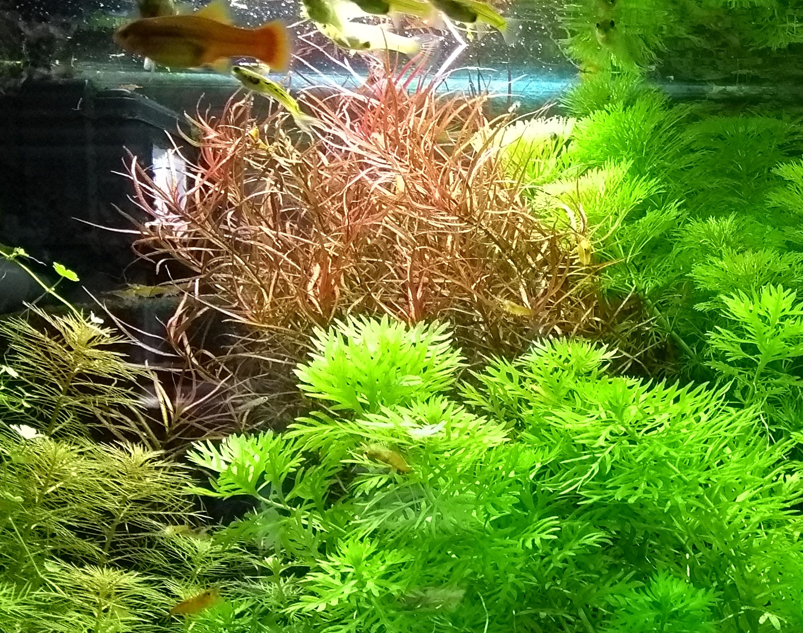 Schmalblättrige Ludwigie (arcuata), Bündel, Wasserpflanzen (Versand/ Abholung) - Fische - Mechernich