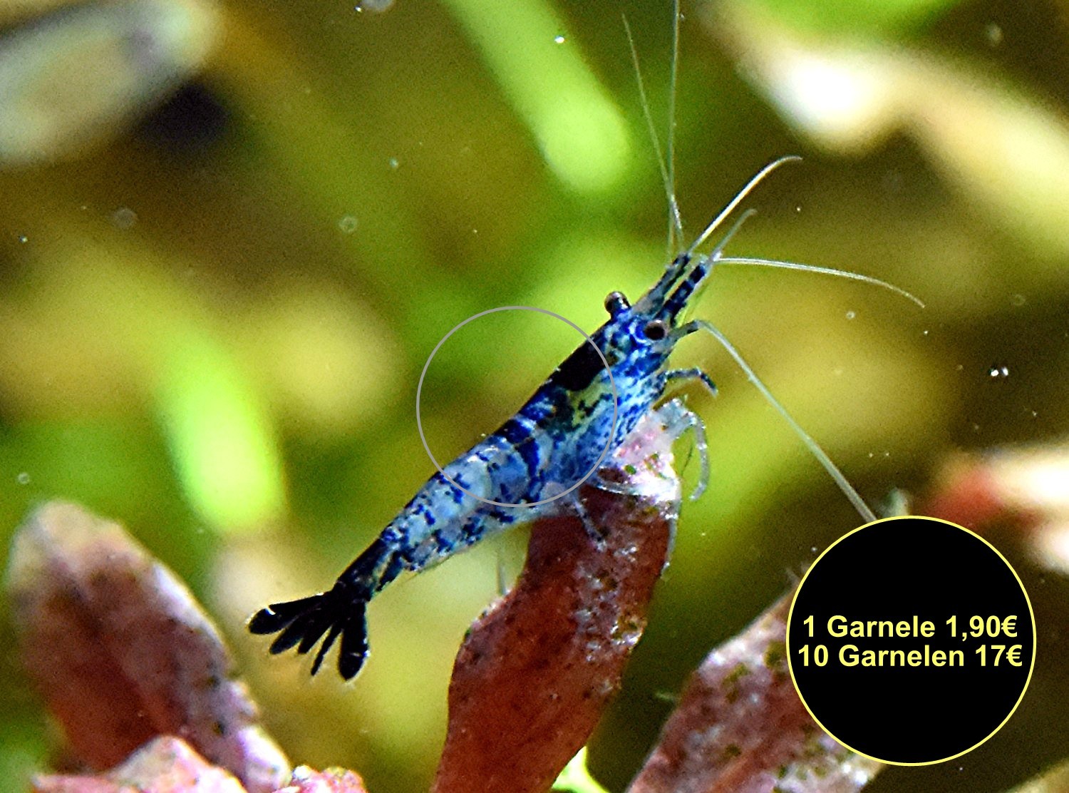 Carbon Rili Blue, Zwerggarnele, reinerbig (Versand/ Abholung) - Fische - Mechernich