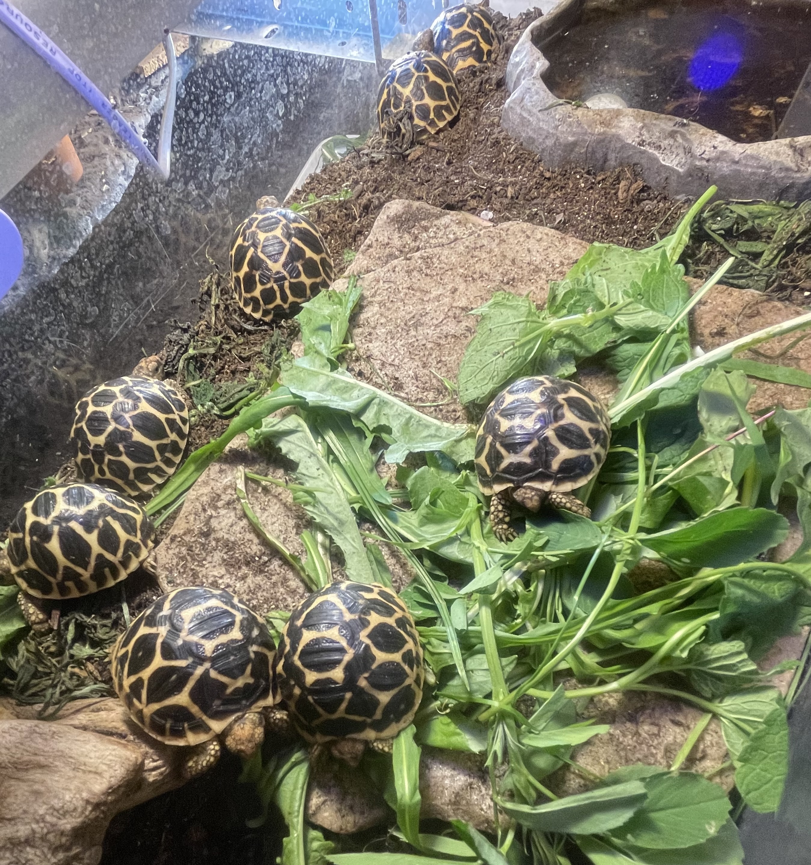 Indischen Sternschildkröte Geochelone Elegans - Reptilien - Wiesbaden