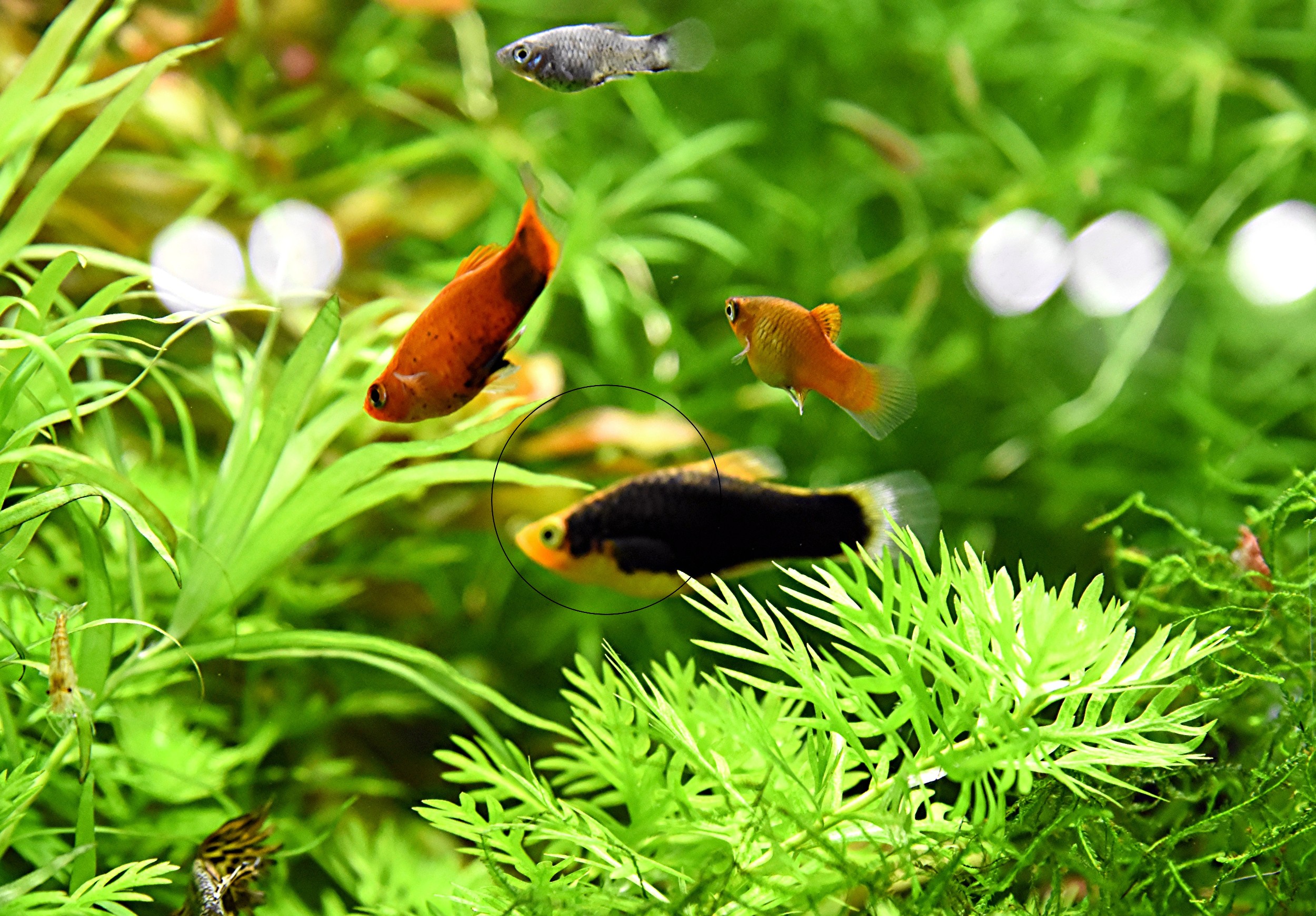 Platys, eigene Zucht (Versand/ Abholung) - Fische - Mechernich