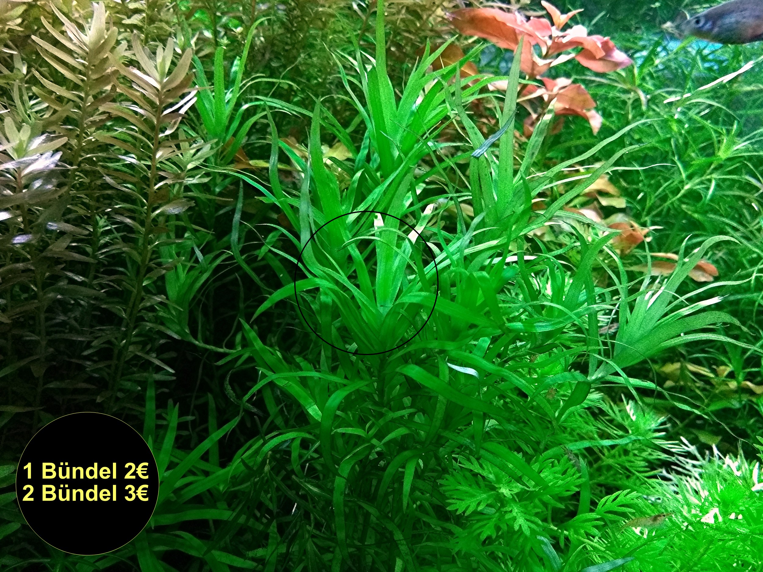 Seegrasblättriges Trugkölbchen, Bündel, Wasserpflanzen (Versand/ Abholung) - Fische - Mechernich