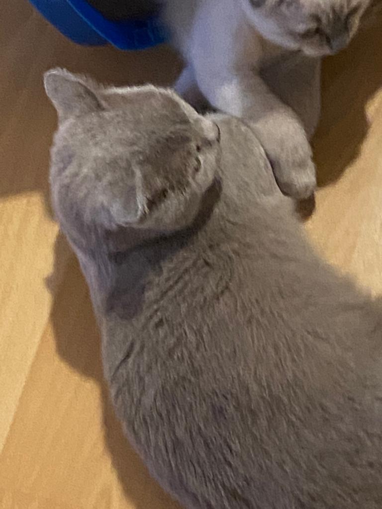 BKH! Reisefertig! Brittish Kurzhaar Mädchen! Reinrassig, wunderschön und lieb. - Katzen - 97753