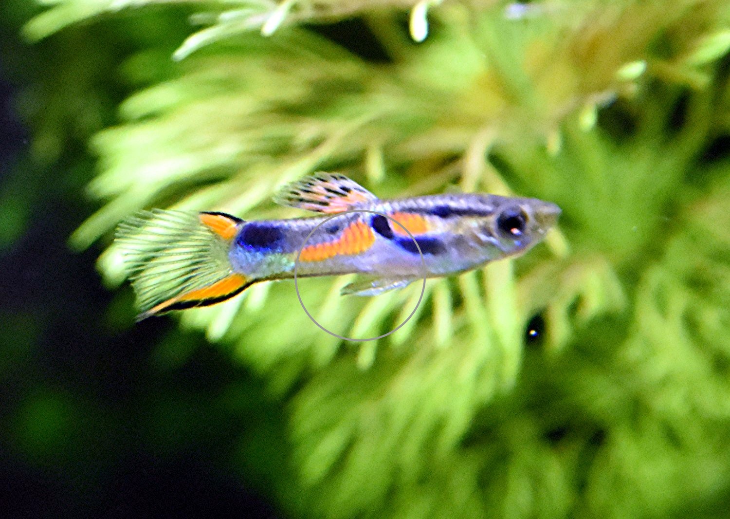 Wildendler, Guppy, reinerbig (Versand/ Abholung) - Fische - Mechernich