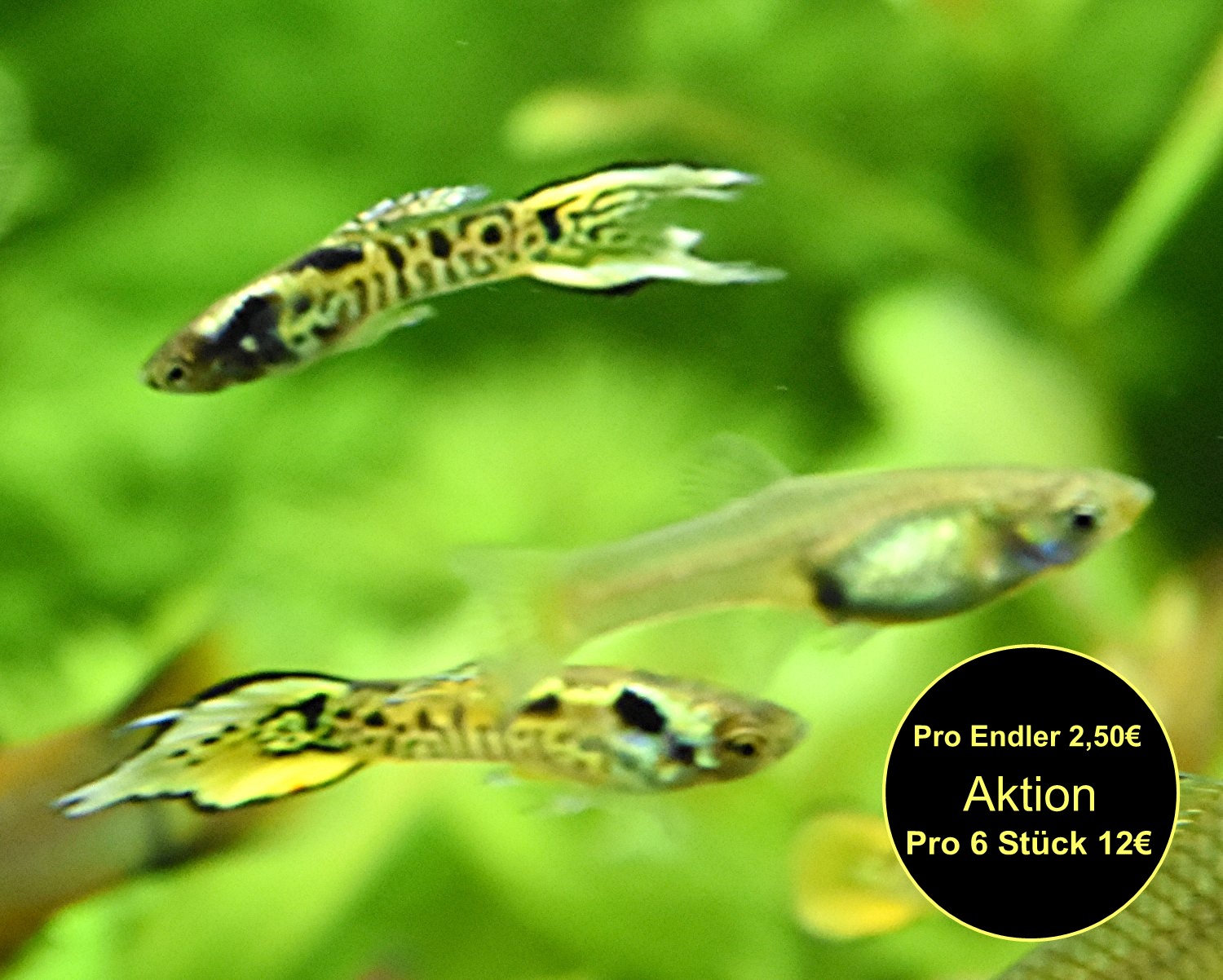 Tiger Endler, reinerbig, RARITÄT, Aktion (Versand/ Abholung) - Fische - Mechernich