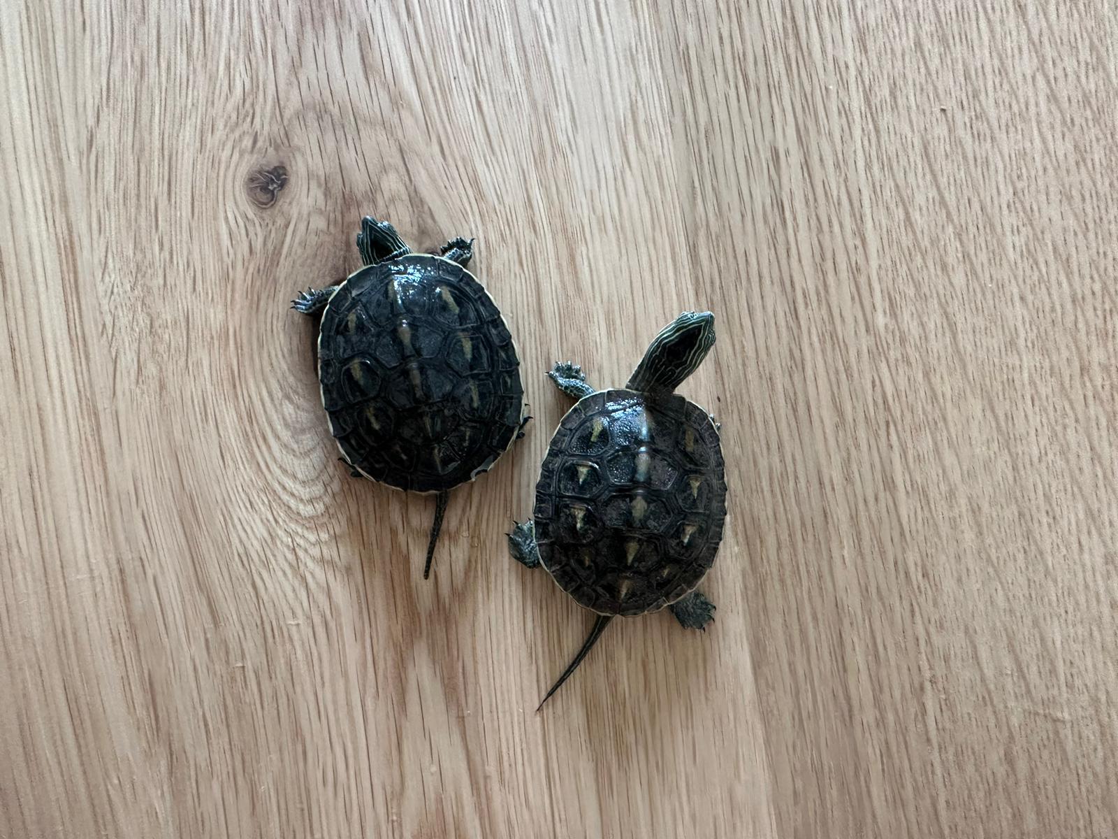 Wasserschildkröten - Reptilien - Hagen
