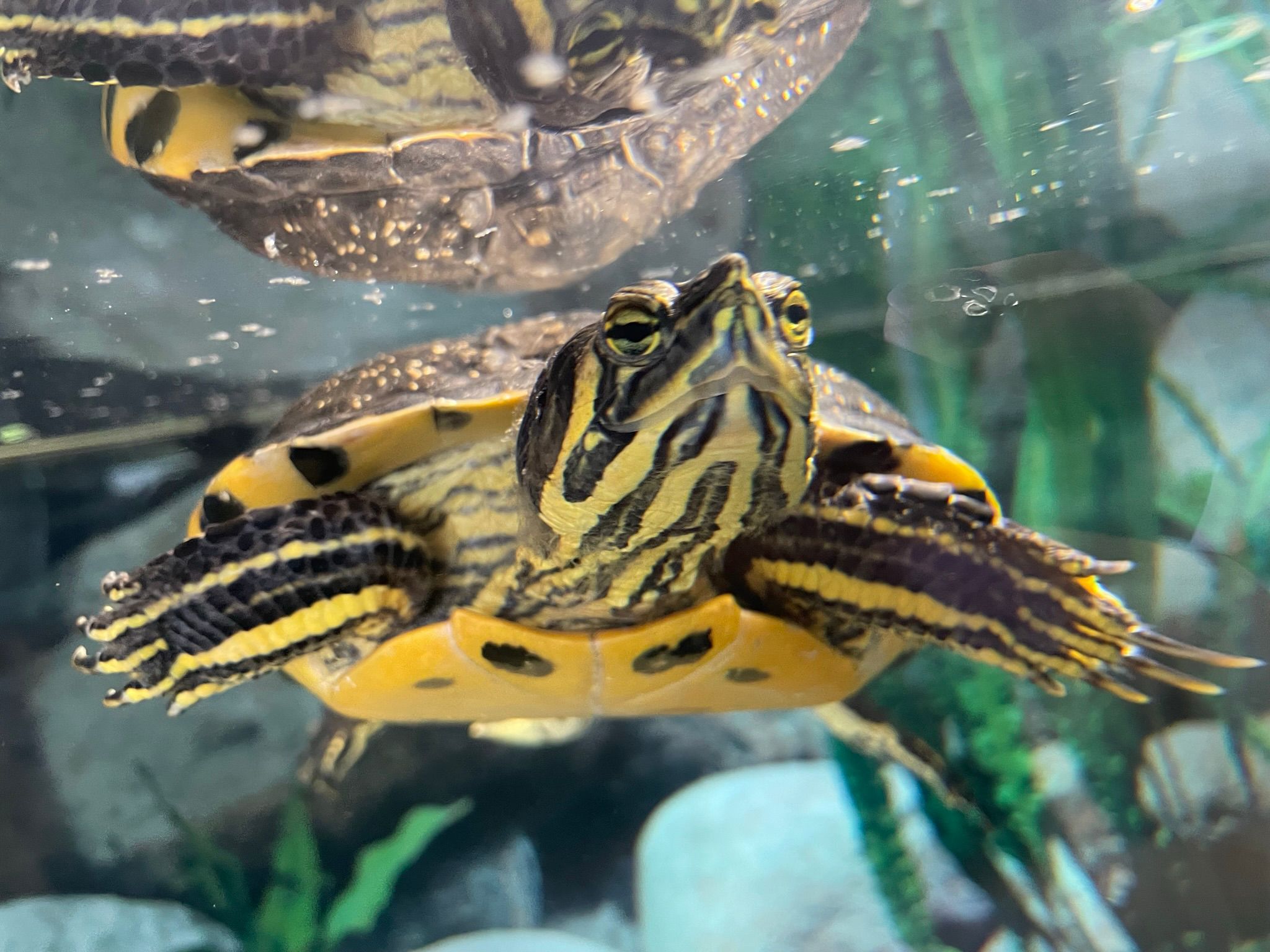 Gelbwang wasserschildkröten - Reptilien - Albersdorf