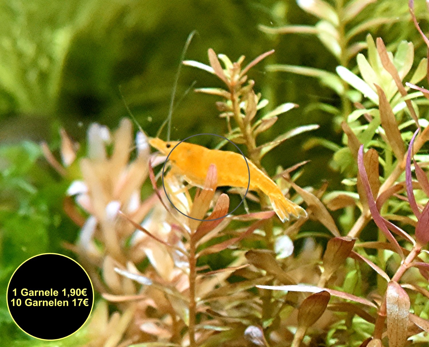 Orange Sakura Garnele, Zwerggarnele, reinerbig (Versand/ Abholung) - Fische - Mechernich