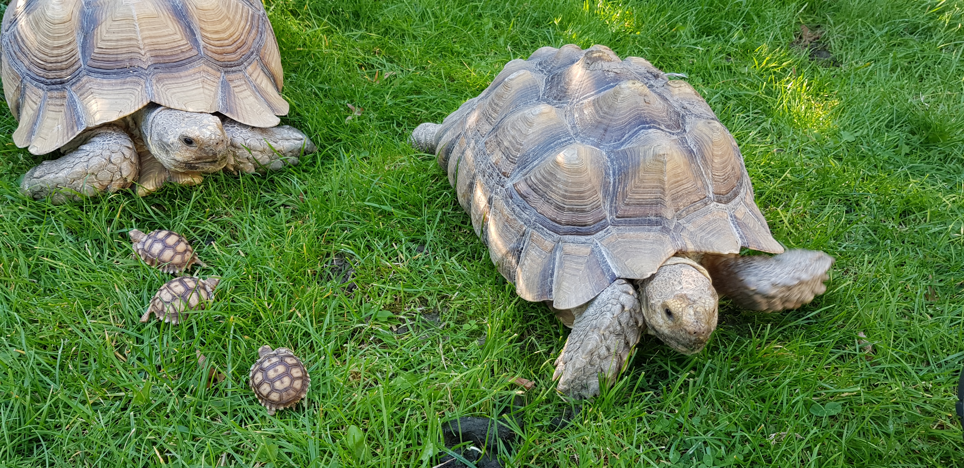 Spornschildkröten  Centrochelys sulcata - Reptilien - Rheine