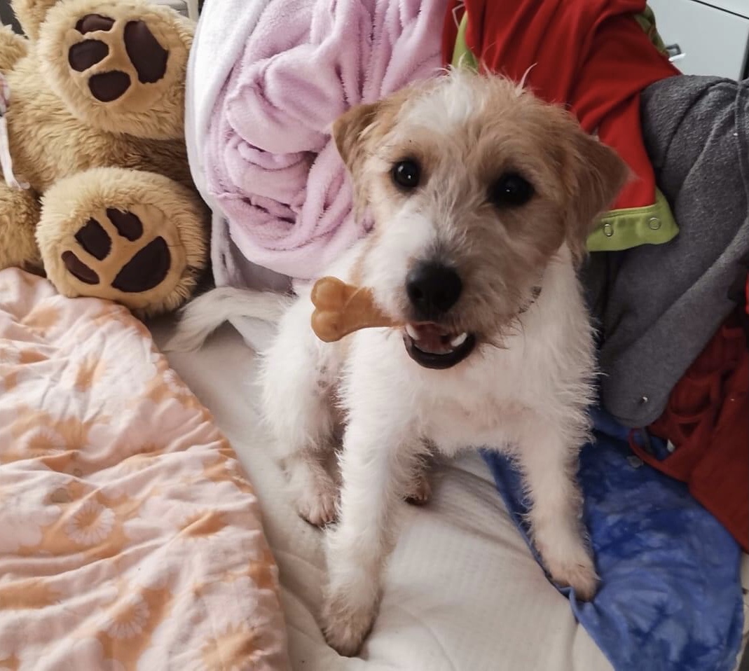 Parson Russell Terrier - Hunde - Thaleischweiler Fröschen