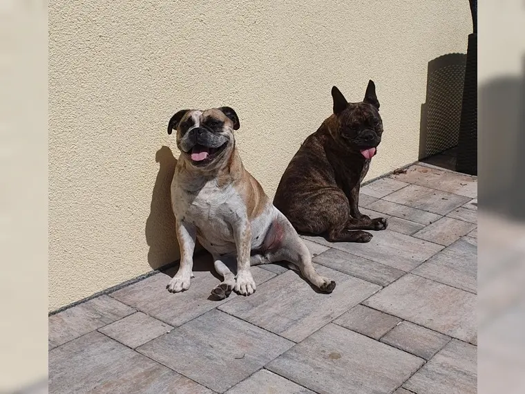 2 Alternativbulldoggen zu vermitteln als Paar - Hunde - Esselbach