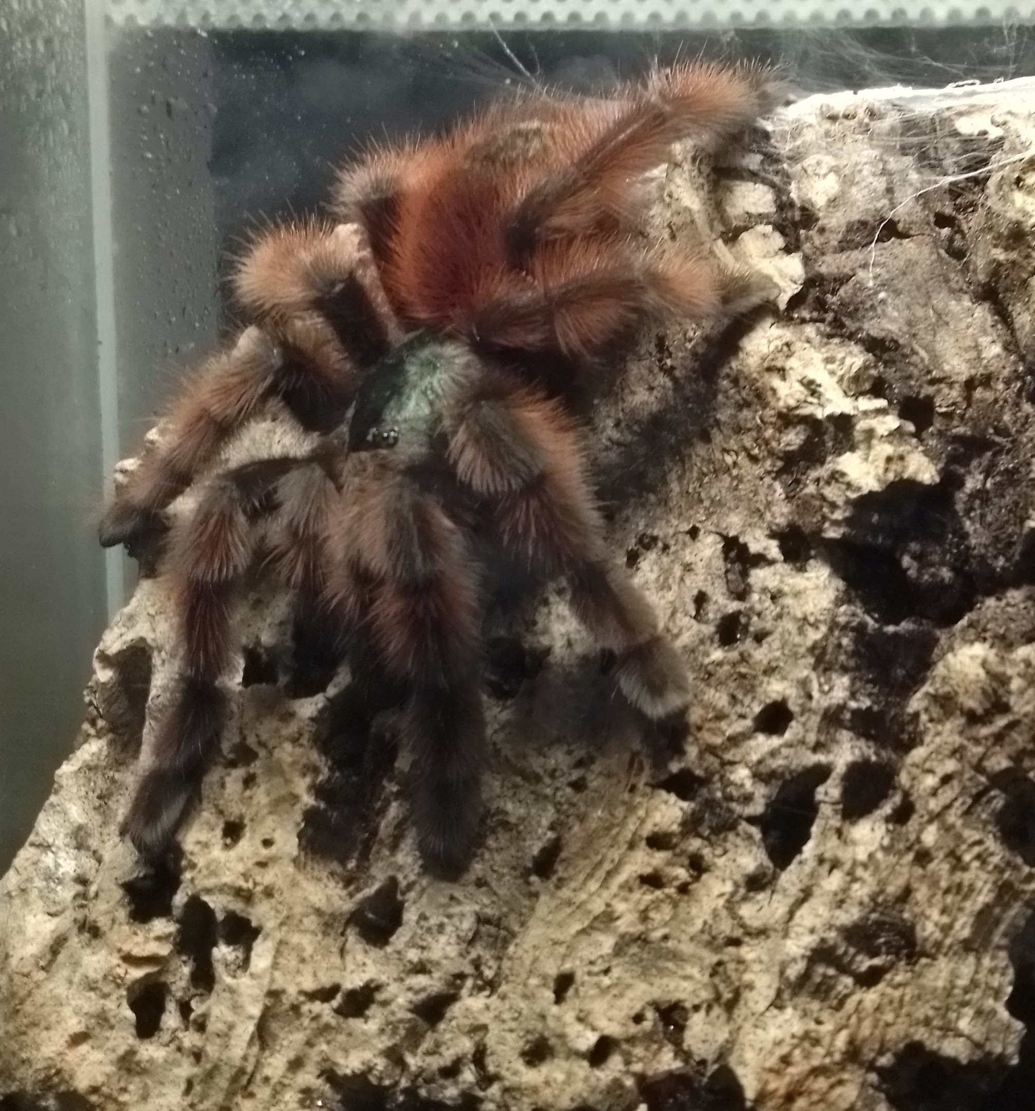 Vogelspinnen - Insekten - Kempen