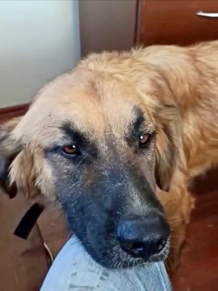 Kurt, ein Freund fürs Leben, sucht sein liebevolles ZuHause - Hunde - Wissen