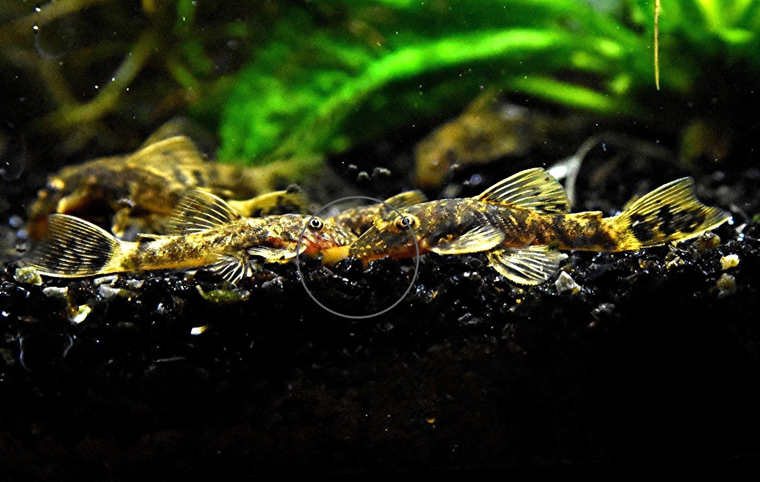 LDA 16, Schildpatt, reinerbig, RARITÄT (Versand/ Abholung) - Fische - Mechernich