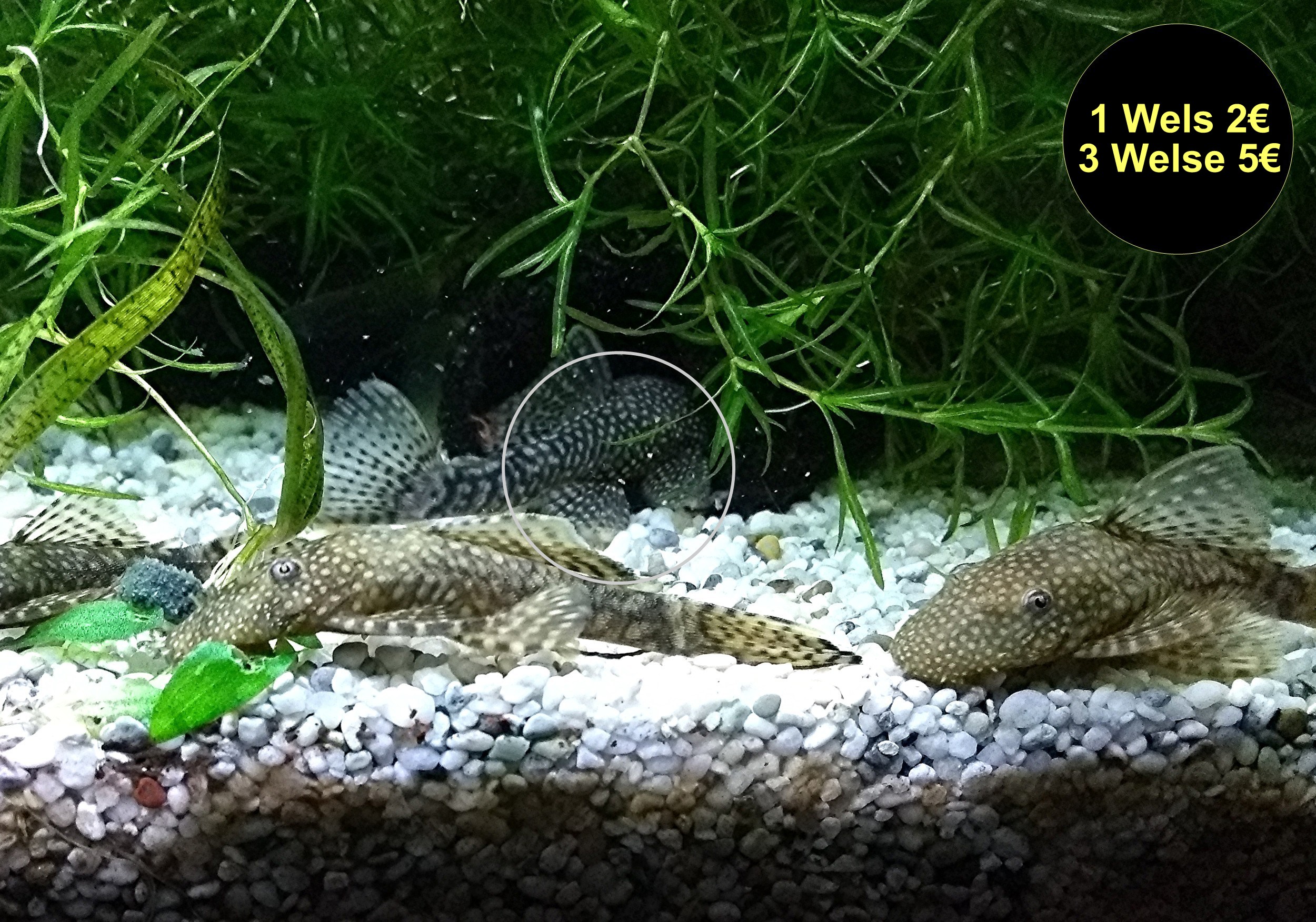 Ancistrus spec., brauner Antennenwels (Versand/ Abholung) - Fische - Mechernich
