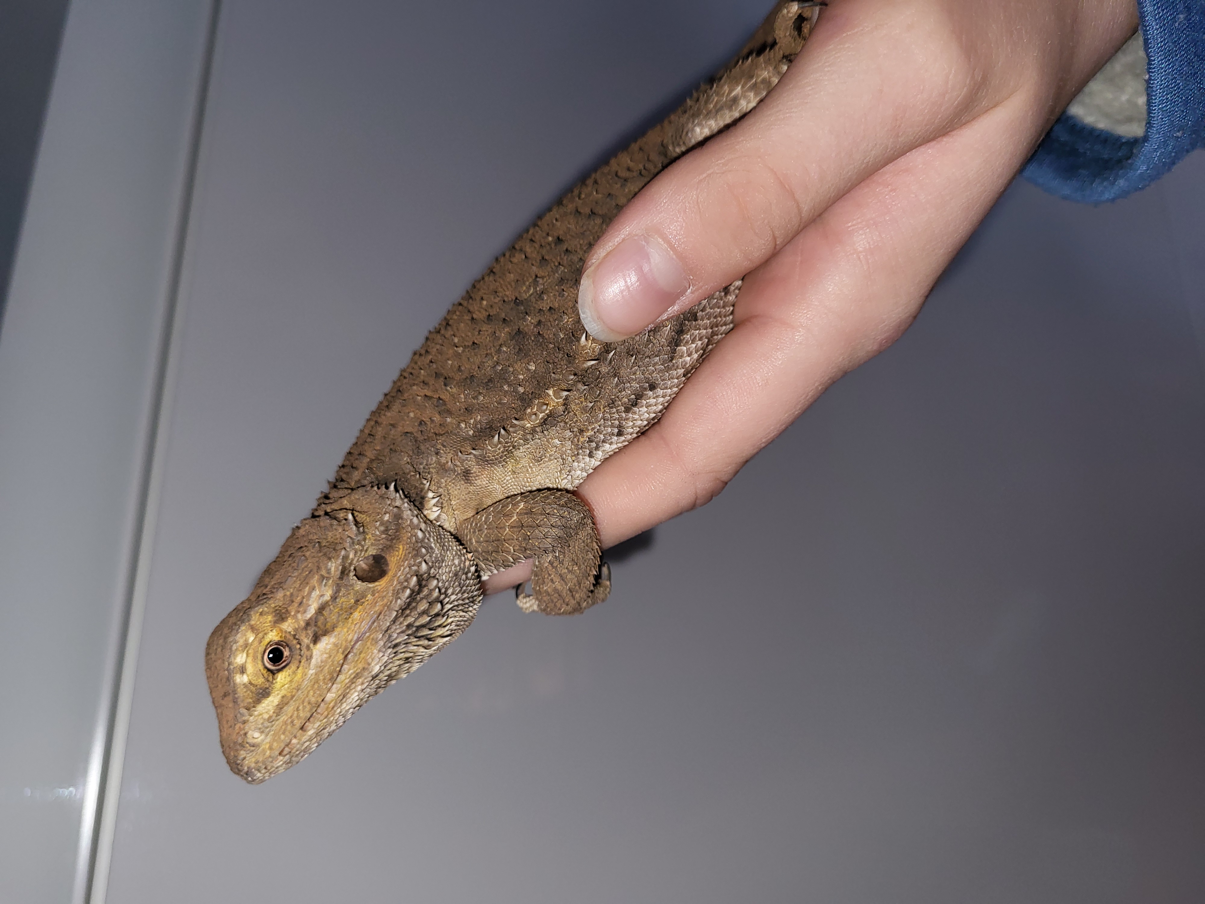 3 Bartagamen (2 Weibchen, 1 Bock), handzahm - Reptilien - Mönchengladbach