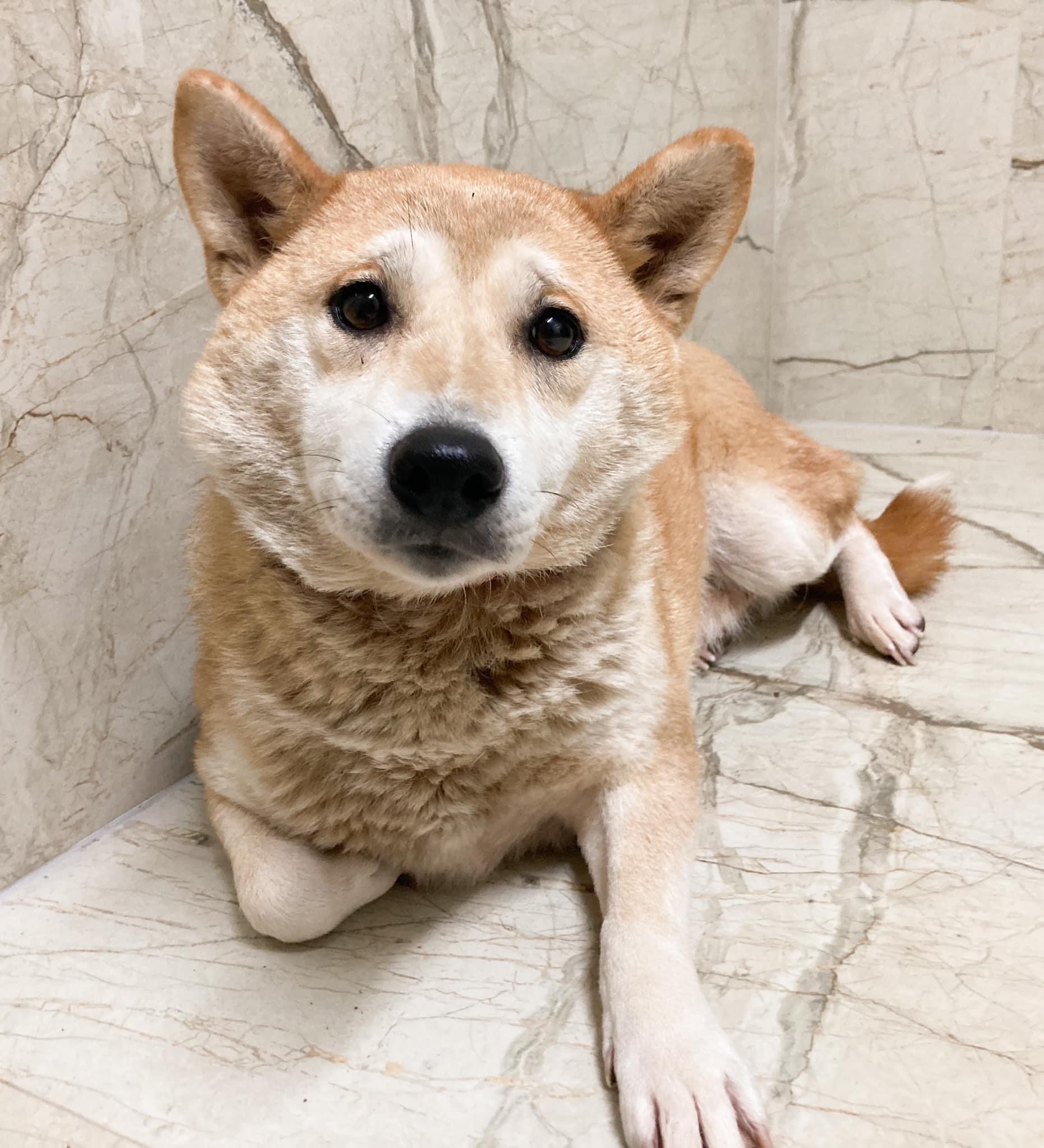 Fujiko Shiba-Inu Mischlingshündin - Hunde - Hünfelden