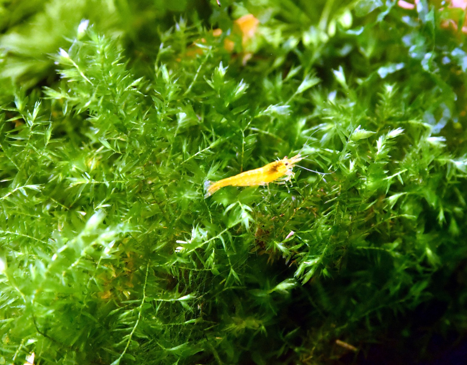 Quellmoos, Wasserpflanzen (Versand/ Abholung) - Fische - Mechernich