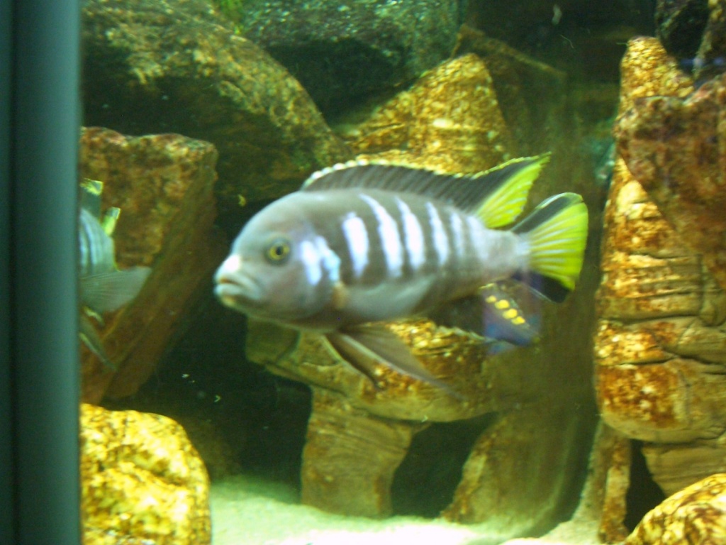 Malawi Pseudotropheus elongatus chewere - Fische - Potsdam