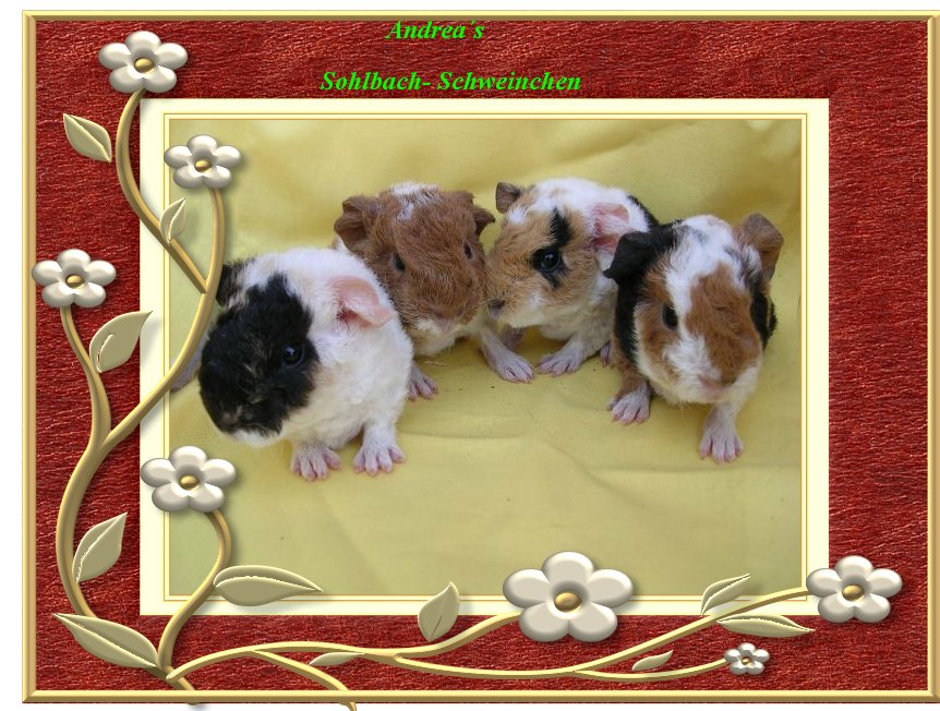 Rassemeerschweinchen US-Teddy´s - Sonstiges - Duderstadt