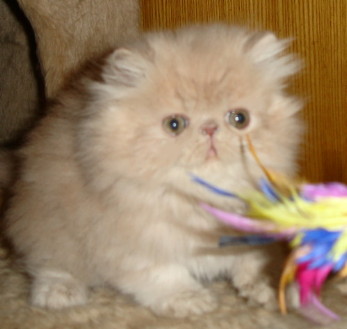 Perserbaby - Sonstiges - Weinstadt