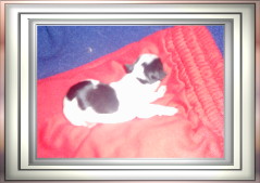 Bieweryorkshire - Hunde - Carlsberg