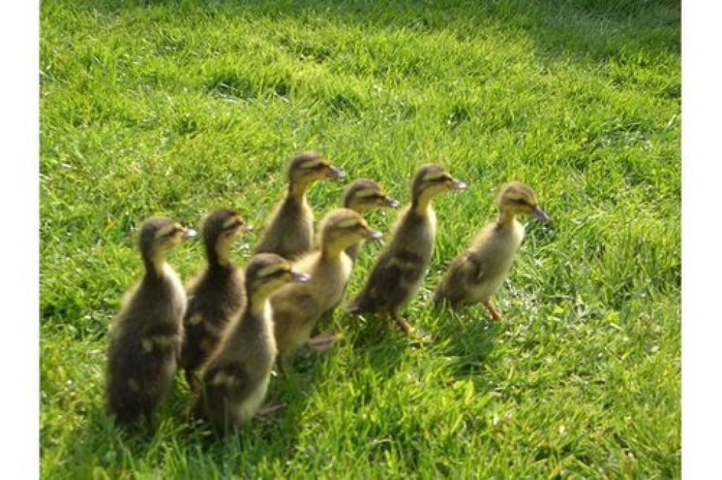Verkaufe forellenfarbige Laufentenküken Laufenten - Nutztiere - Langeln