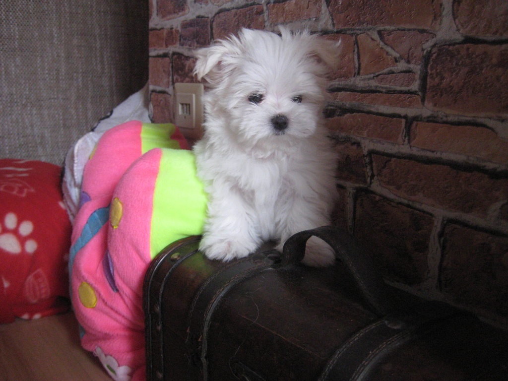 Kleine Malteserwelpen - Hunde - Magdeburg
