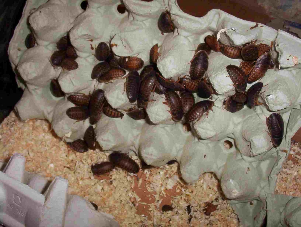 Schaben Zu Verkaufen - Tierboersen - Emsdetten