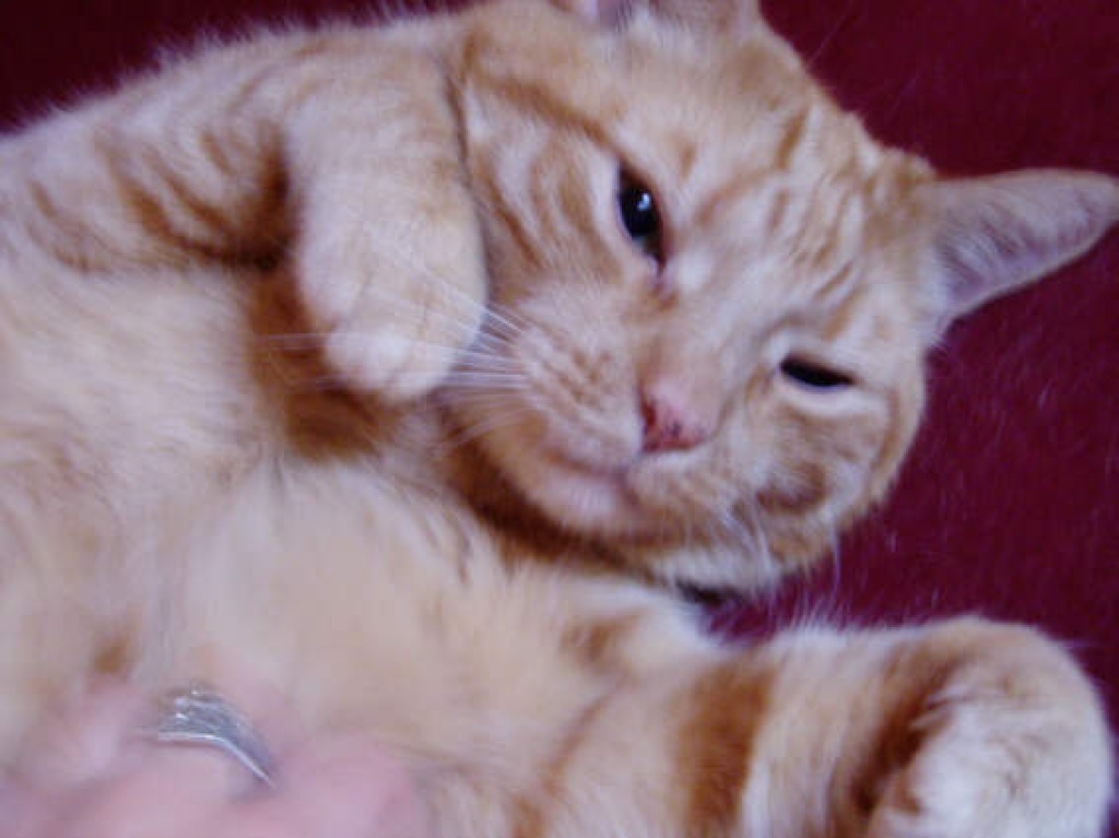 Getigerter Kater vermisst! - Entlaufen Zugelaufen - München