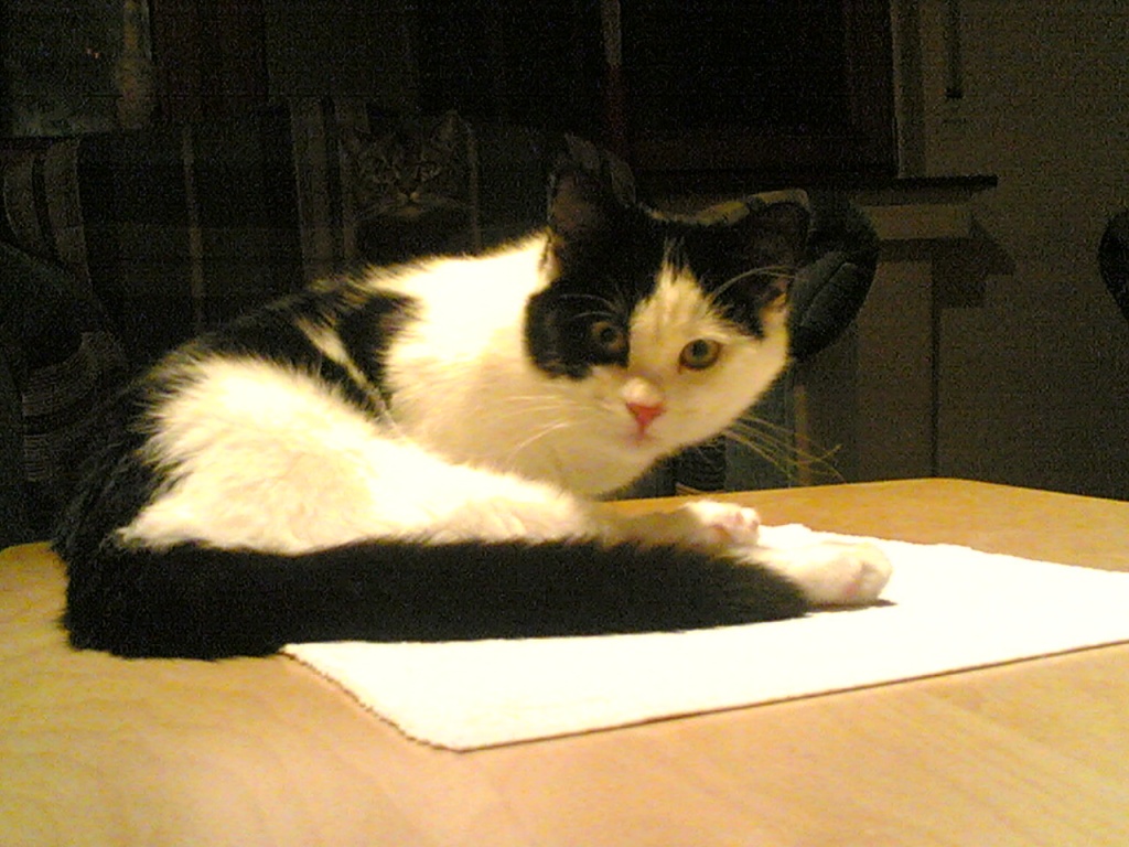 Main Coon Mix Gomez zu vergeben... - Katzen - Dinslaken