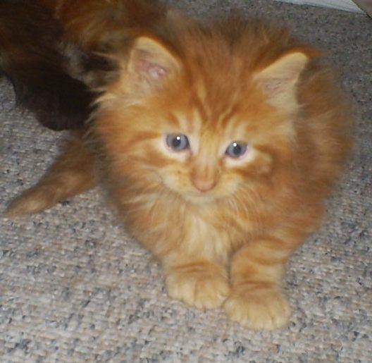 Maincoon - Sonstiges - ribe dænemark