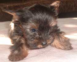Yorkshire Terrier Welpen - Yorkies nur in gute Hände!!! - Sonstiges - Arnstein