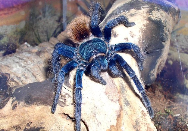 Seltene Vogelspinnen zu verkaufen , Ephebopus, Brachypelma, usw... - Sonstiges - Rastatt