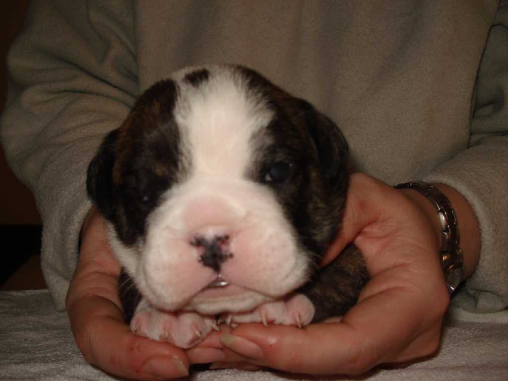 English Bulldog Rüde - Sonstiges - Rogätz