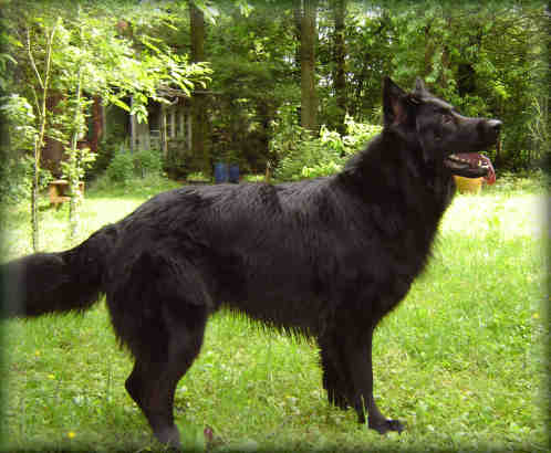 Wurfankündigung Altdeutsche Schäferhundwelpen schwarz - Hunde - Mönchengladbach