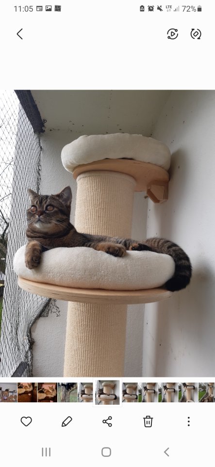 Britische Kurzhaar Mix Kater - Katzen - Krefeld
