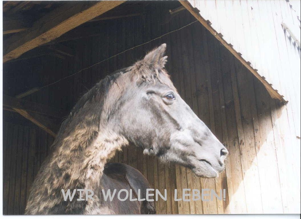 PATEN GESUCHT - AKTION PFERDESCHUTZ E.V. IN NOT! - Sonstiges - Wienhausen