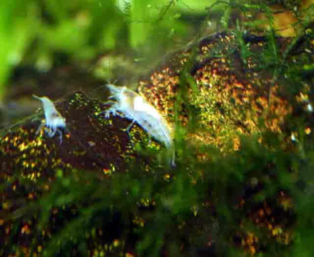White pearl garnelen - Fische - Ballenstedt