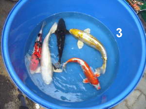 Jap. Kois in allen Arten und Größen - Fische - Hohenbocka