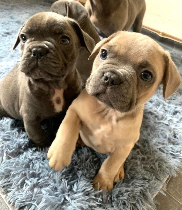 Welpen Französische Bulldogge - Hunde - Lutherstadt Wittenberg