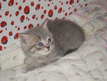 Katzenkind - Sonstiges - Berlin