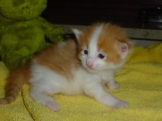 Coonie-Kitten aus verantwortungsvoller Zucht ! - Katzen - Deggingen