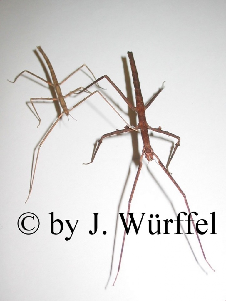 Stabheuschrecken Medauriodea extradenta Carausius morosus und Ramulus artemis - Insekten - Niedernwöhren