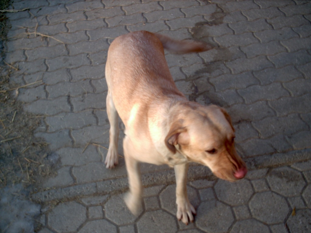 Labradorhündin - Hunde - Wien