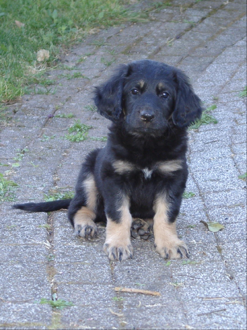 Hovawartwelpen - Hunde - Heidelberg